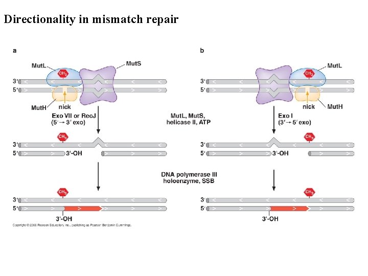 Directionality in mismatch repair 