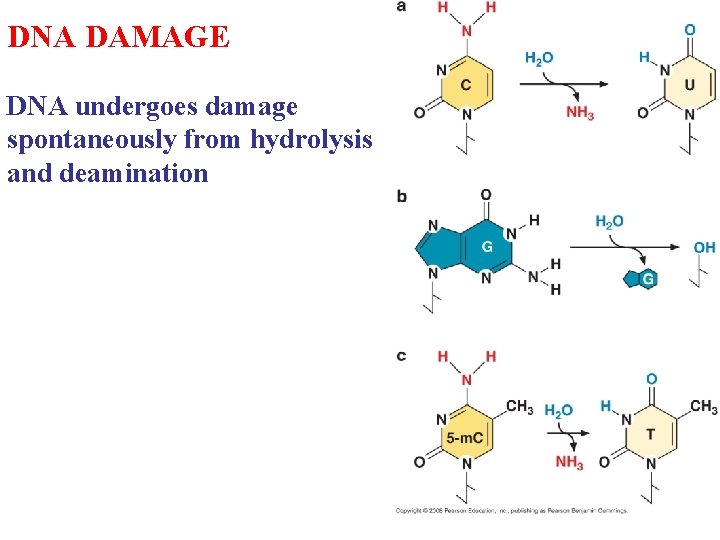 DNA DAMAGE DNA undergoes damage spontaneously from hydrolysis and deamination 