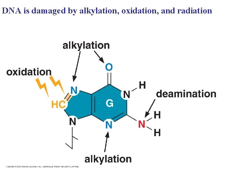 DNA is damaged by alkylation, oxidation, and radiation 