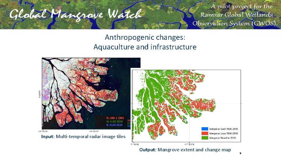 Anthropogenic changes: Aquaculture and infrastructure Input: Multi-temporal radar image tiles Output: Mangrove extent and