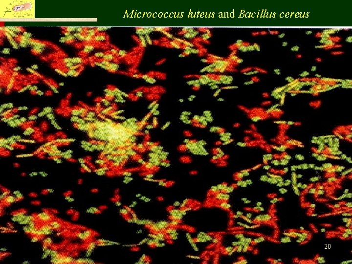 Micrococcus luteus and Bacillus cereus Fu Jen Catholic University, Department of Life Science 20