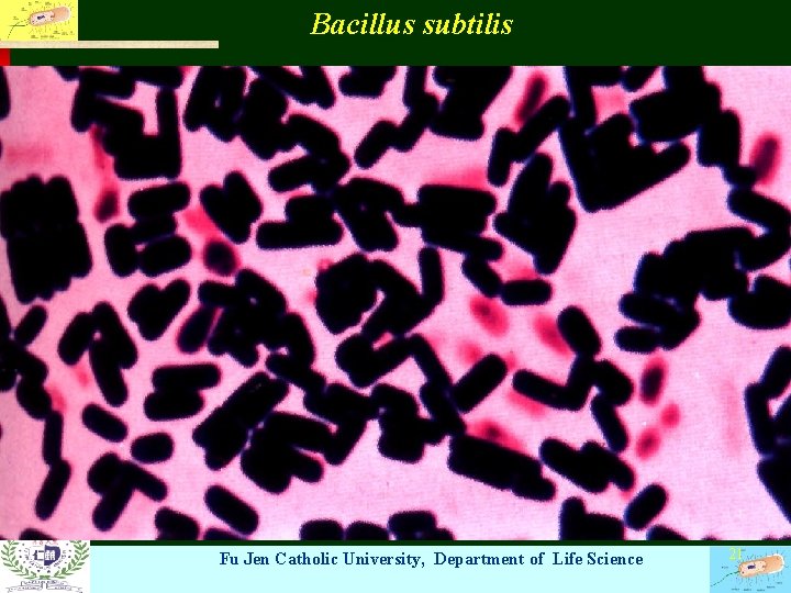 Bacillus subtilis Fu Jen Catholic University, Department of Life Science 21 