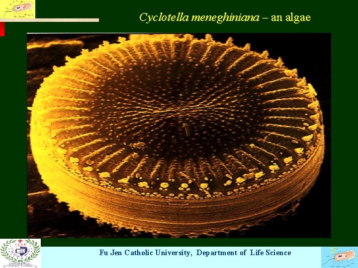 Cyclotella meneghiniana – an algae Fu Jen Catholic University, Department of Life Science 23