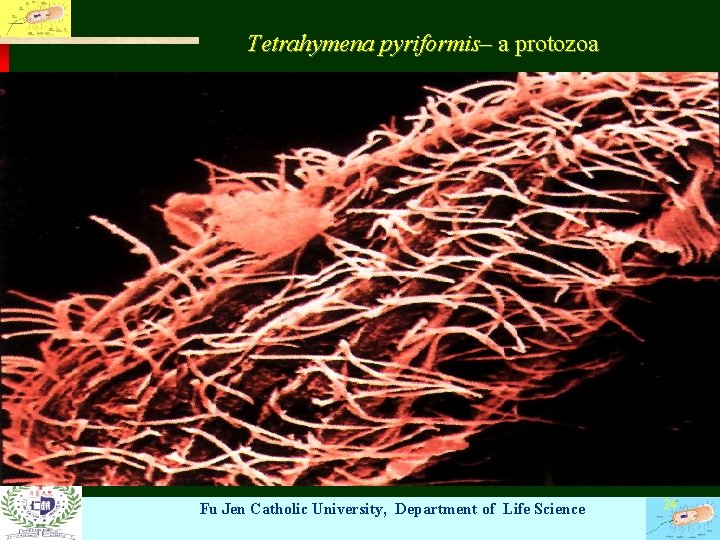 Tetrahymena pyriformis– a protozoa Fu Jen Catholic University, Department of Life Science 24 