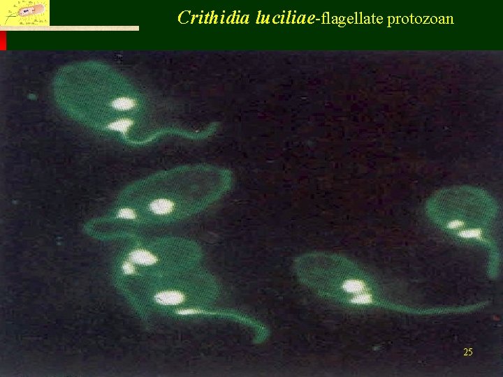 Crithidia luciliae-flagellate protozoan Fu Jen Catholic University, Department of Life Science 25 