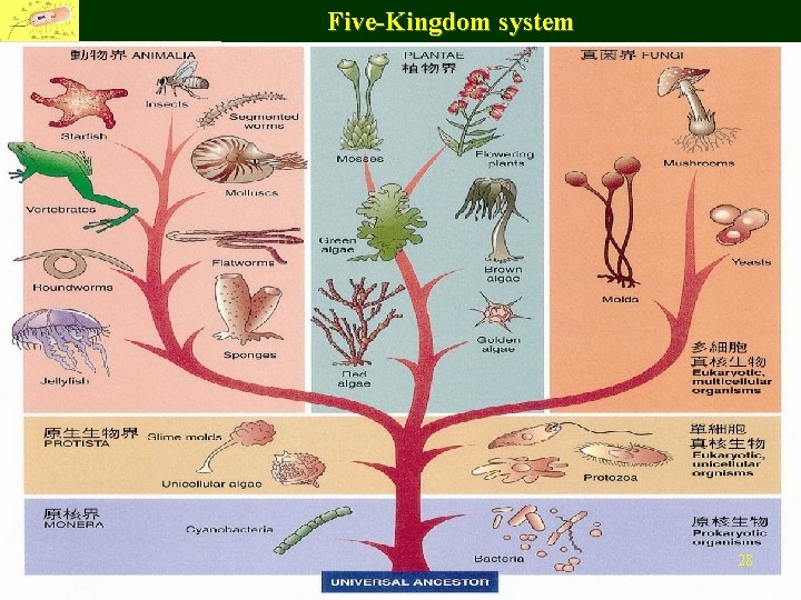 Five-Kingdom system Fu Jen Catholic University, Department of Life Science 28 