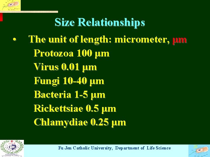 Size Relationships • The unit of length: micrometer, μm Protozoa 100 μm Virus 0.