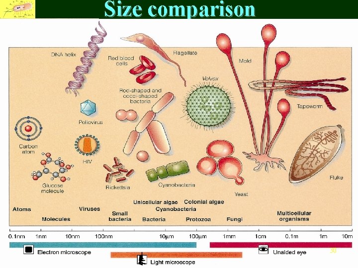 Size comparison Fu Jen Catholic University, Department of Life Science 30 