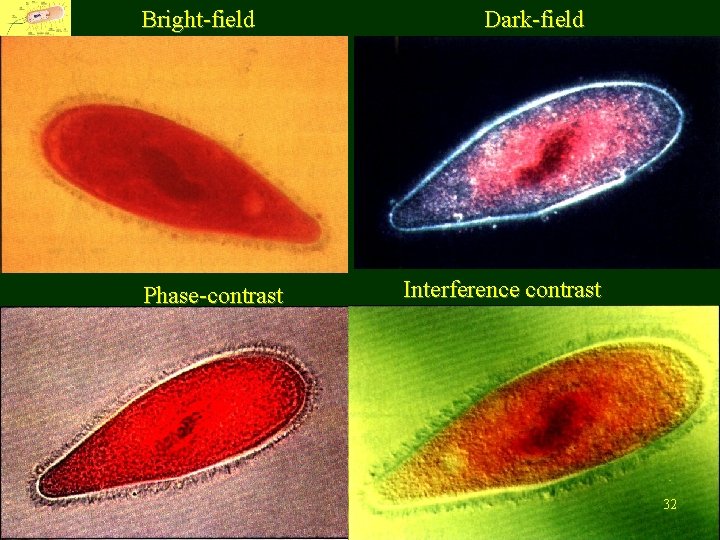 Bright-field Phase-contrast Dark-field Interference contrast Fu Jen Catholic University, Department of Life Science 32