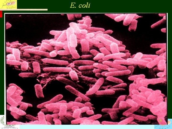 E. coli Fu Jen Catholic University, Department of Life Science 36 