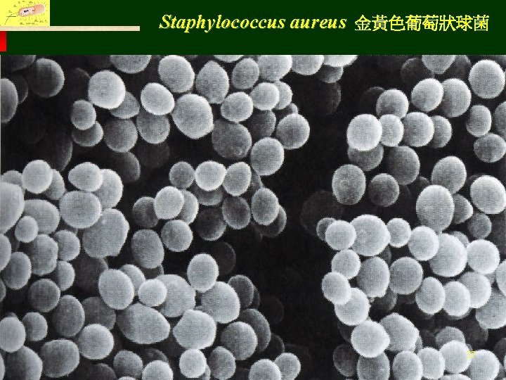Staphylococcus aureus 金黃色葡萄狀球菌 Fu Jen Catholic University, Department of Life Science 37 