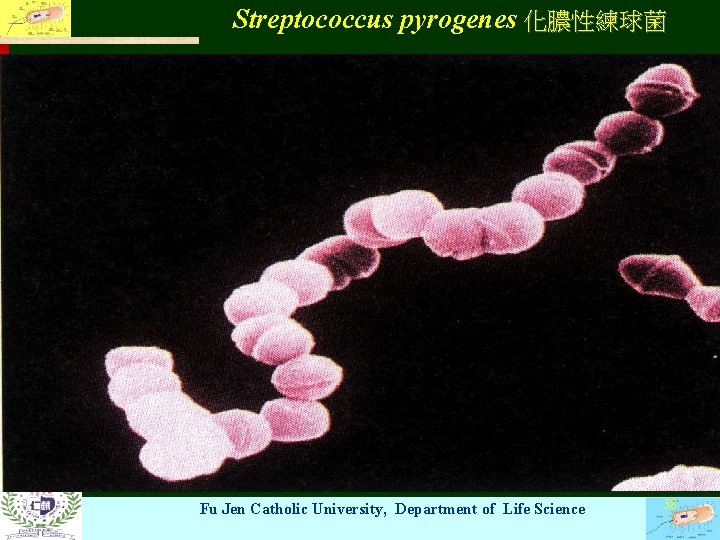 Streptococcus pyrogenes 化膿性練球菌 Fu Jen Catholic University, Department of Life Science 38 