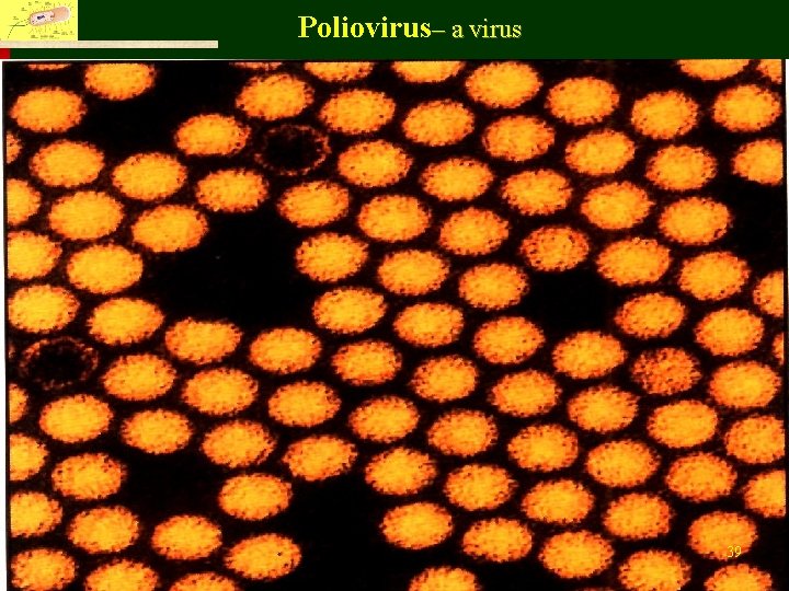 Poliovirus– a virus Fu Jen Catholic University, Department of Life Science 39 