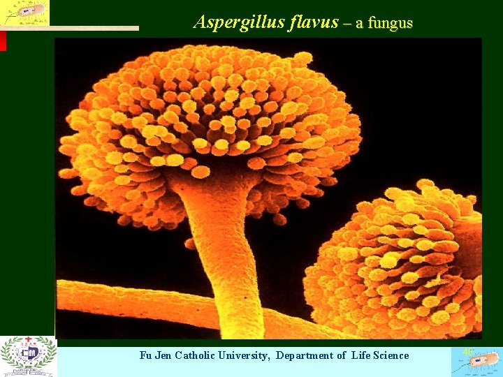 Aspergillus flavus – a fungus Fu Jen Catholic University, Department of Life Science 40