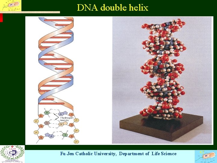 DNA double helix Fu Jen Catholic University, Department of Life Science 43 