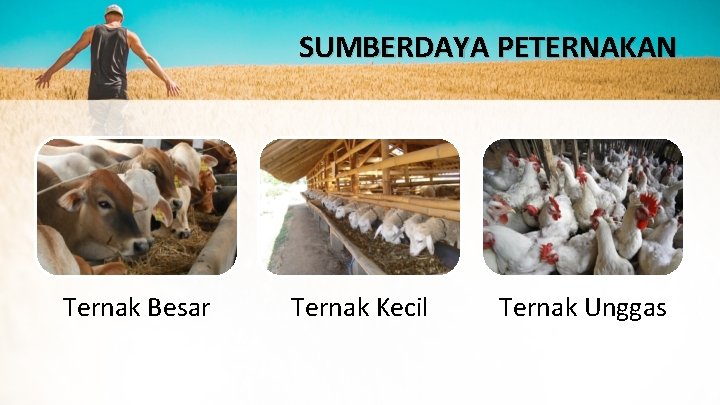 SUMBERDAYA PETERNAKAN Ternak Besar Ternak Kecil Ternak Unggas SUMBERDAYA PETERNAKAN Ternak Besar Ternak Kecil Ternak Unggas
