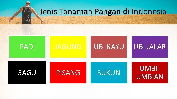 Jenis Tanaman Pangan di Indonesia PADI SAGU JAGUNG PISANG UBI KAYU UBI JALAR SUKUN