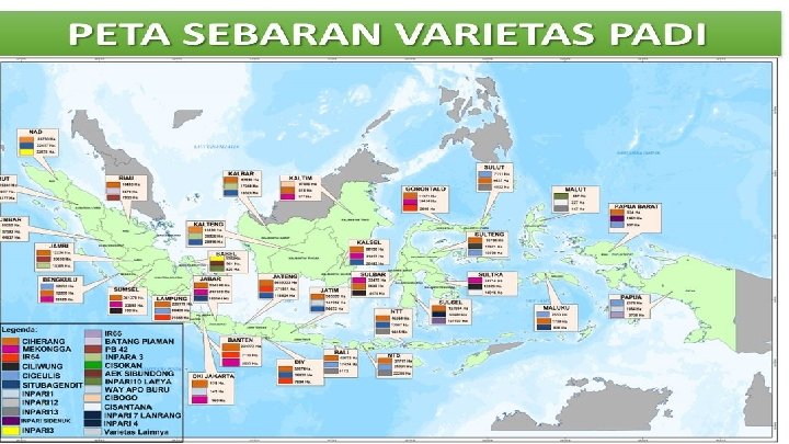Sebaran Varietas Padi Sebaran Varietas Padi