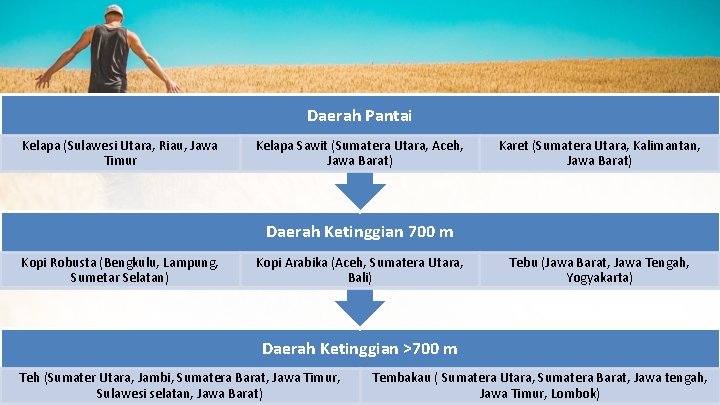 Daerah Pantai Kelapa (Sulawesi Utara, Riau, Jawa Timur Kelapa Sawit (Sumatera Utara, Aceh, Jawa