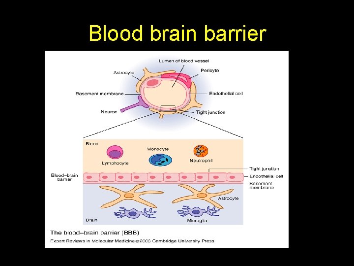 Blood brain barrier 