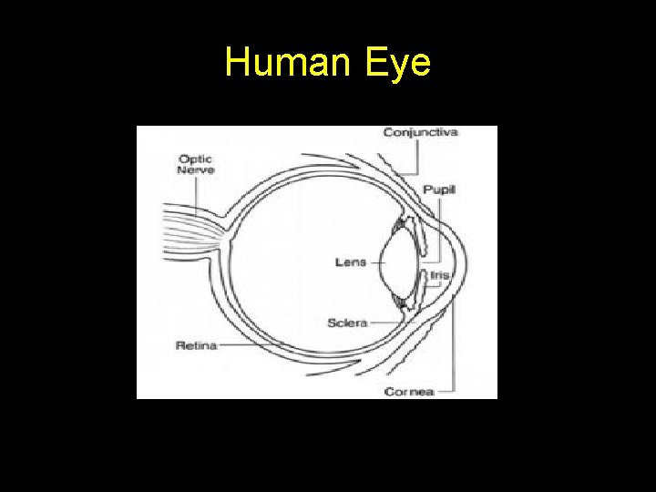 Human Eye 
