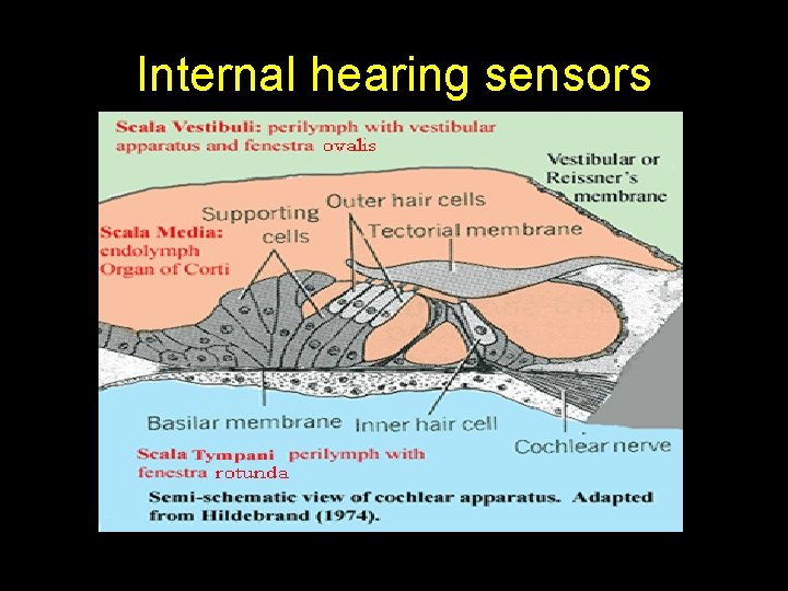 Internal hearing sensors 
