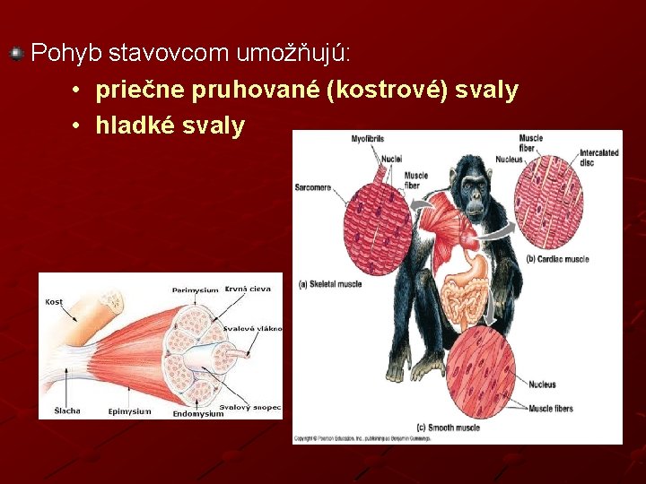 Pohyb stavovcom umožňujú: • priečne pruhované (kostrové) svaly • hladké svaly 