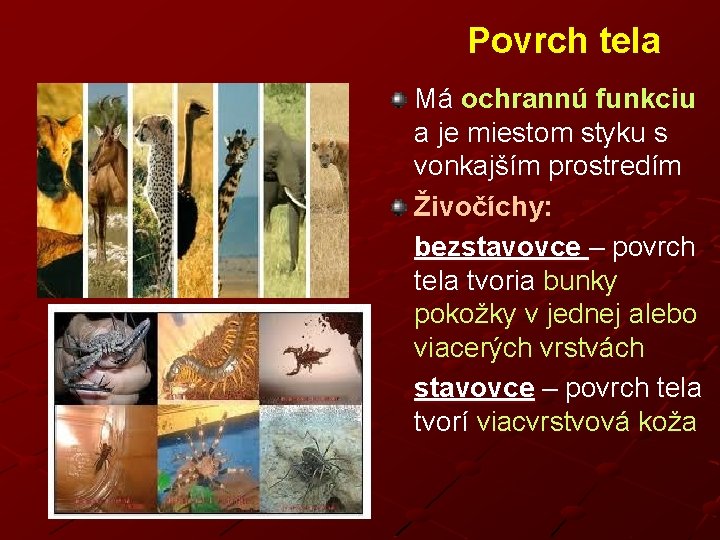 Povrch tela Má ochrannú funkciu a je miestom styku s vonkajším prostredím Živočíchy: bezstavovce