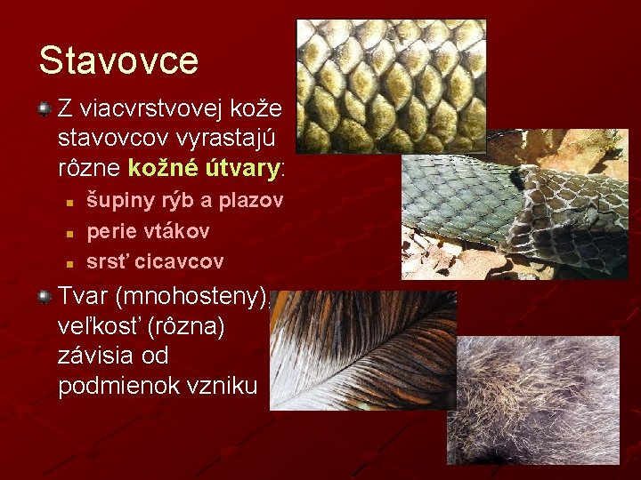 Stavovce Z viacvrstvovej kože stavovcov vyrastajú rôzne kožné útvary: n n n šupiny rýb