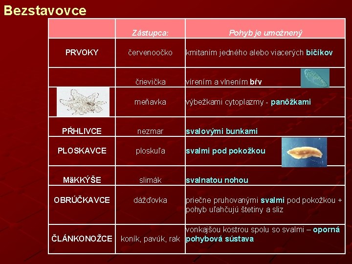 Bezstavovce PRVOKY Zástupca: červenoočko Pohyb je umožnený kmitaním jedného alebo viacerých bičíkov črievička meňavka