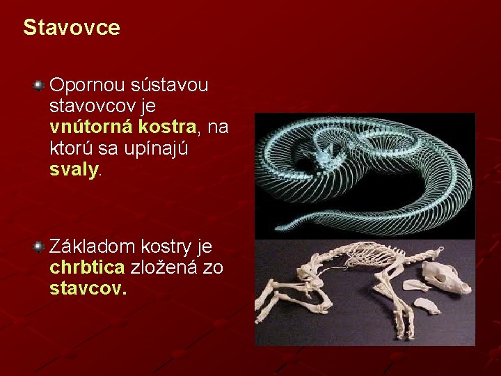 Stavovce Opornou sústavou stavovcov je vnútorná kostra, na ktorú sa upínajú svaly. Základom kostry