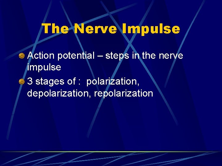 The Nerve Impulse Action potential – steps in the nerve impulse 3 stages of