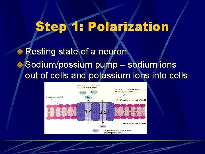Step 1: Polarization Resting state of a neuron Sodium/possium pump – sodium ions out