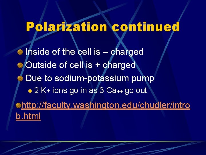 Polarization continued Inside of the cell is – charged Outside of cell is +
