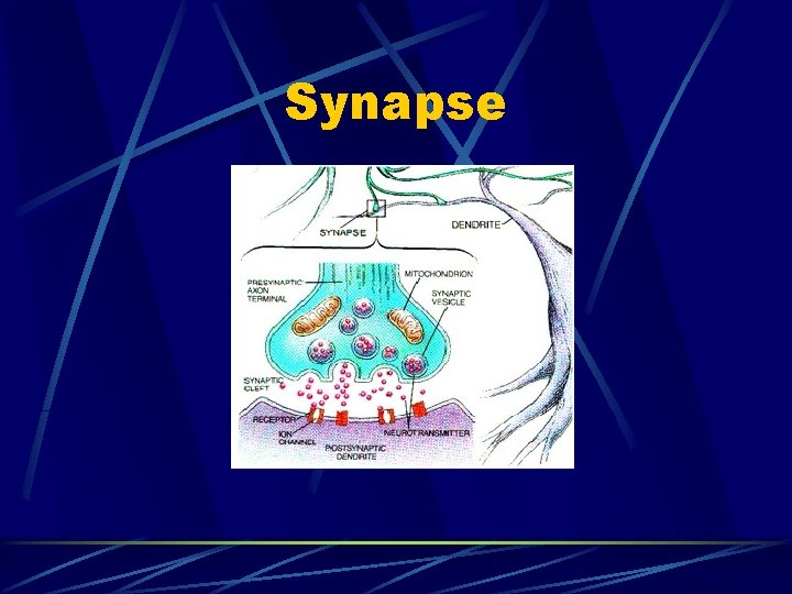 Synapse 