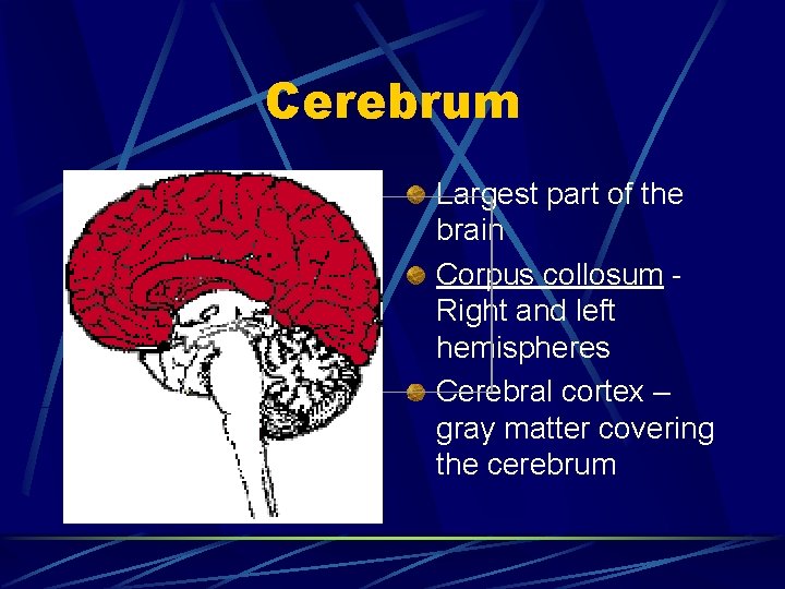 Cerebrum Largest part of the brain Corpus collosum - Right and left hemispheres Cerebral
