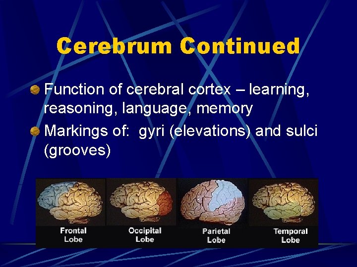 Cerebrum Continued Function of cerebral cortex – learning, reasoning, language, memory Markings of: gyri