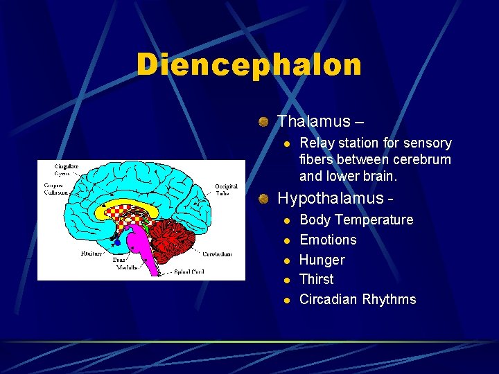 Diencephalon Thalamus – l Relay station for sensory fibers between cerebrum and lower brain.