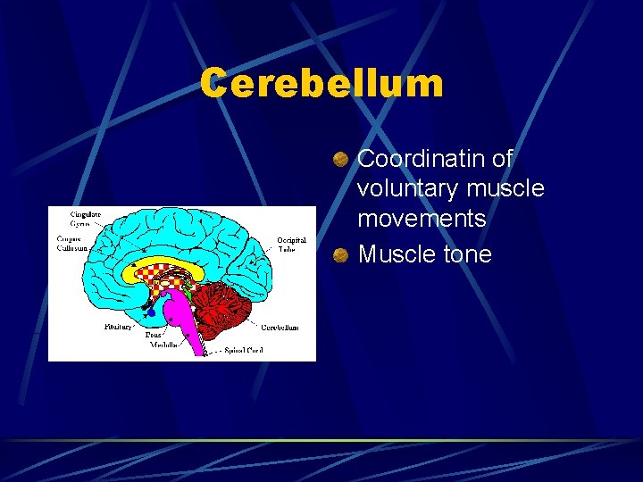 Cerebellum Coordinatin of voluntary muscle movements Muscle tone 