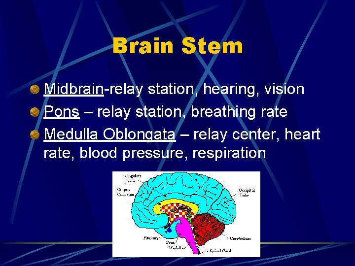 Brain Stem Midbrain-relay station, hearing, vision Pons – relay station, breathing rate Medulla Oblongata