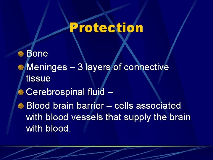 Protection Bone Meninges – 3 layers of connective tissue Cerebrospinal fluid – Blood brain