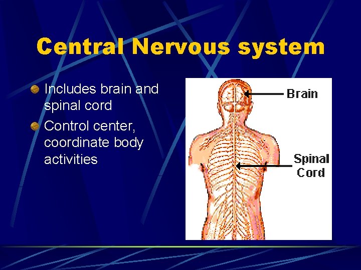 Central Nervous system Includes brain and spinal cord Control center, coordinate body activities 