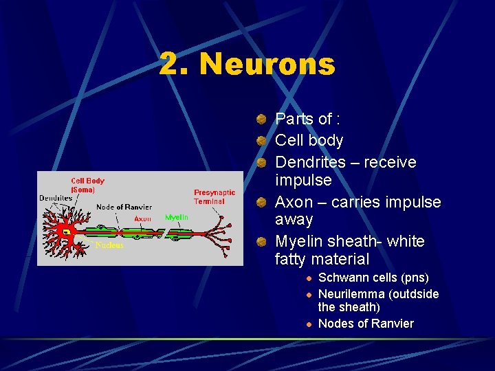 2. Neurons Parts of : Cell body Dendrites – receive impulse Axon – carries