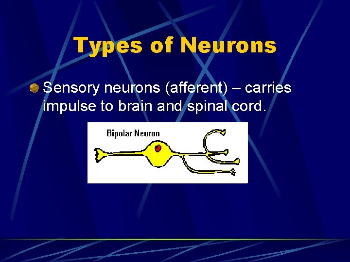 Types of Neurons Sensory neurons (afferent) – carries impulse to brain and spinal cord.