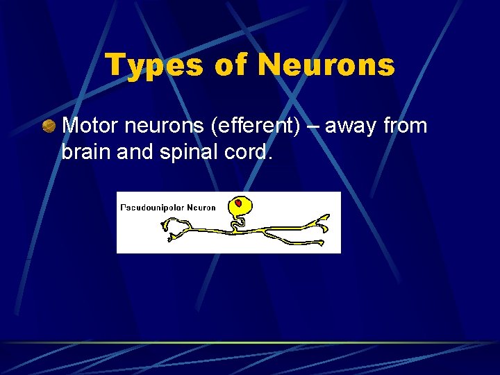 Types of Neurons Motor neurons (efferent) – away from brain and spinal cord. 