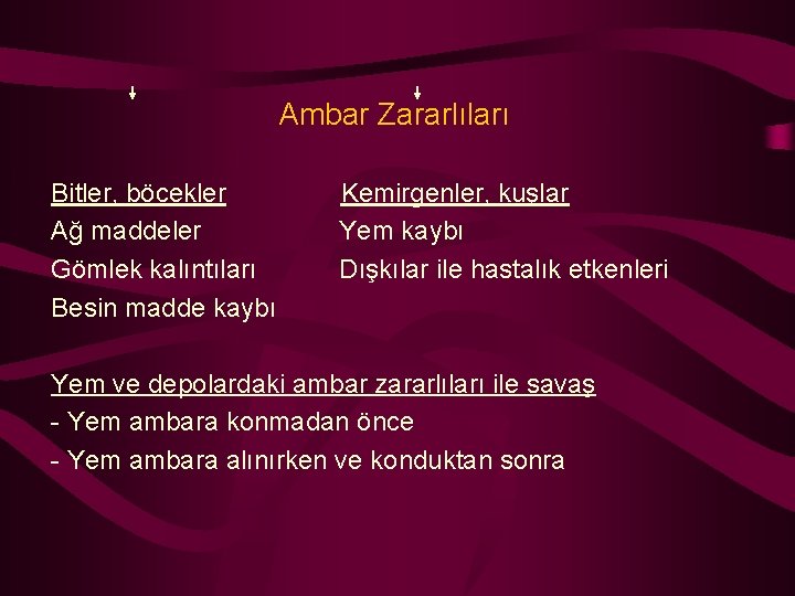 Ambar Zararlıları Bitler, böcekler Ağ maddeler Gömlek kalıntıları Besin madde kaybı Kemirgenler, kuşlar Yem