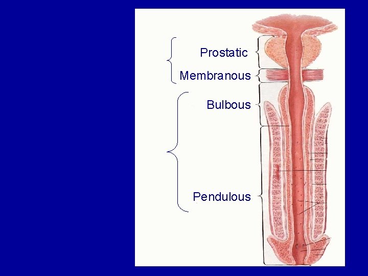 Prostatic Membranous Bulbous Pendulous 