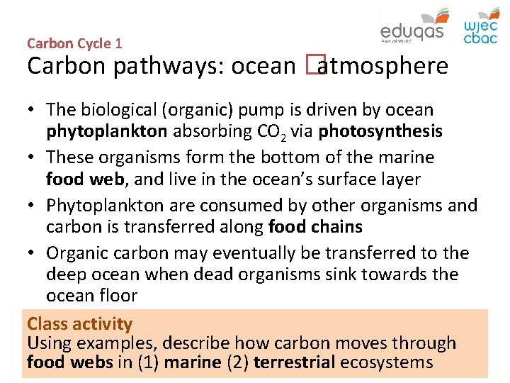 Carbon Cycle 1 Carbon pathways: ocean � atmosphere • The biological (organic) pump is