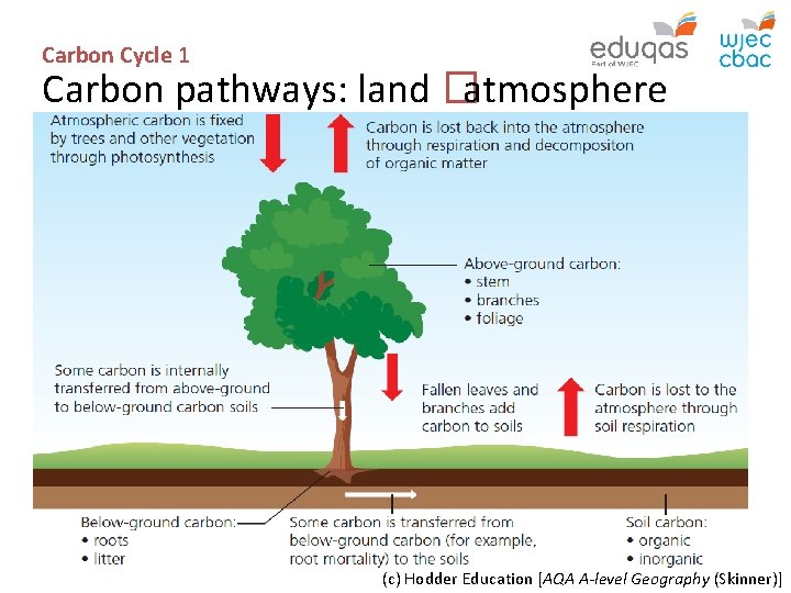 Carbon Cycle 1 Carbon pathways: land � atmosphere (c) Hodder Education [AQA A-level Geography