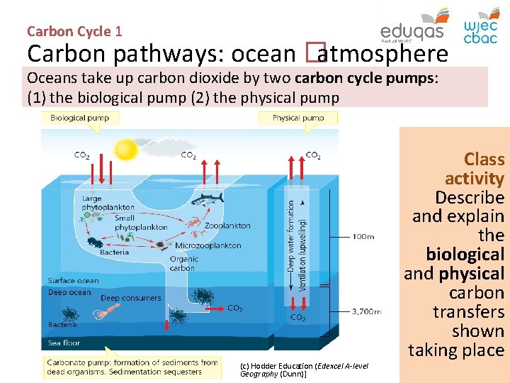Carbon Cycle 1 Carbon pathways: ocean � atmosphere Oceans take up carbon dioxide by